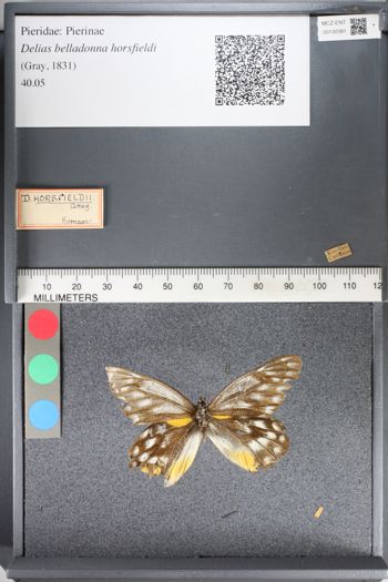 Media type: image;   Entomology 130381